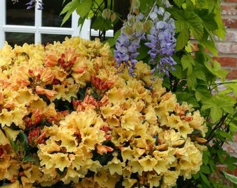 Rhododendron Nancy Evans - Bright Yellow Blooms - Will Grow to Three Feet - #3 Container Size Plant - Hardy to 5 F