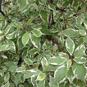 Cornus alba &#39;Ivory Halo&#39; Red Twig Dogwood- Gorgeous Green and White Foliage with Red Stems- #2 Container Size
