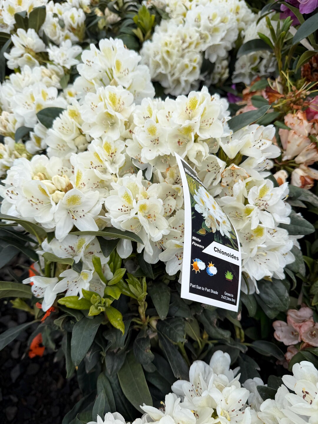 Rhododendron Chionoides - White Blooms With Yellow Blotch - Will Grow ...