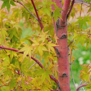 May include: Close-up of a tree with a vibrant red trunk and branches. The tree's leaves are a mix of green and yellow, with some leaves showing red edges. The background is a soft green, creating a natural and colorful scene.