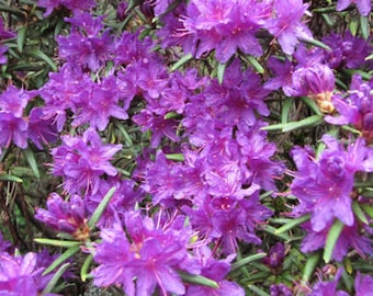 Rhododendron Night Editor- Hundreds of Small Purple Blooms - Will Grow to Four Feet - One Gallon Container Size Plant- Hardy to -5 Degrees F