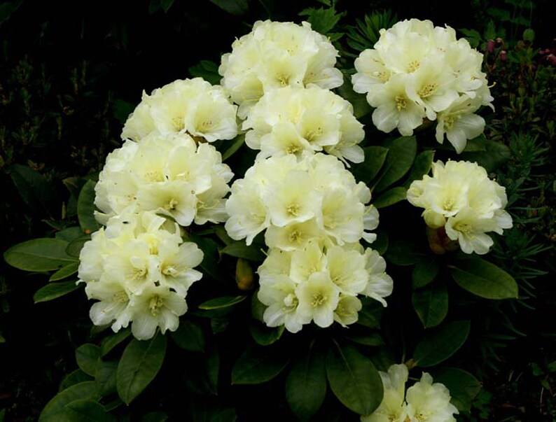Rhododendron Lemon Dream