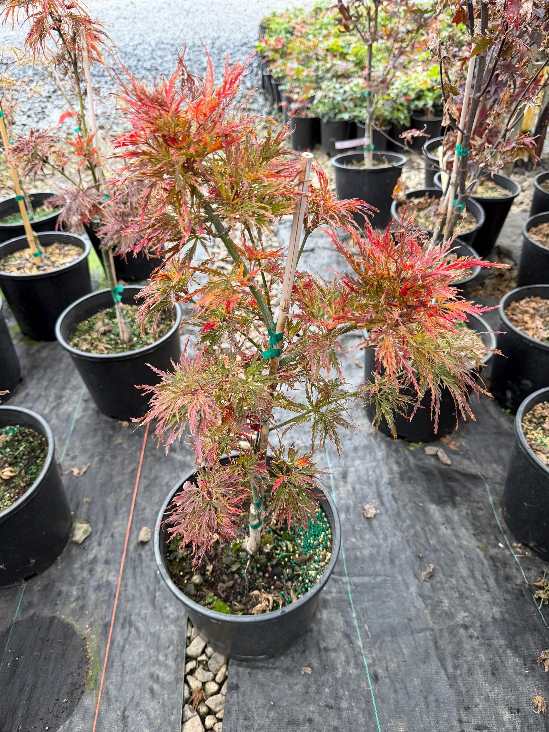 Acer Palmatum ‘pink Filigree’ Weeping Japanese Maple- Very Rare Weeping ...