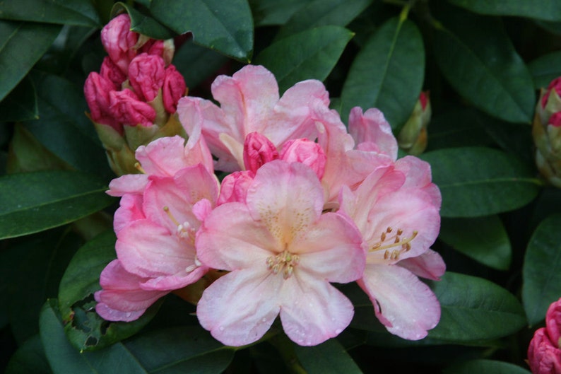 Rhododendron Percy Wiseman Hardy to -5 F degrees Creamy White Blooms with Pink Buds Grows to 3 feet Five Gallon Size
