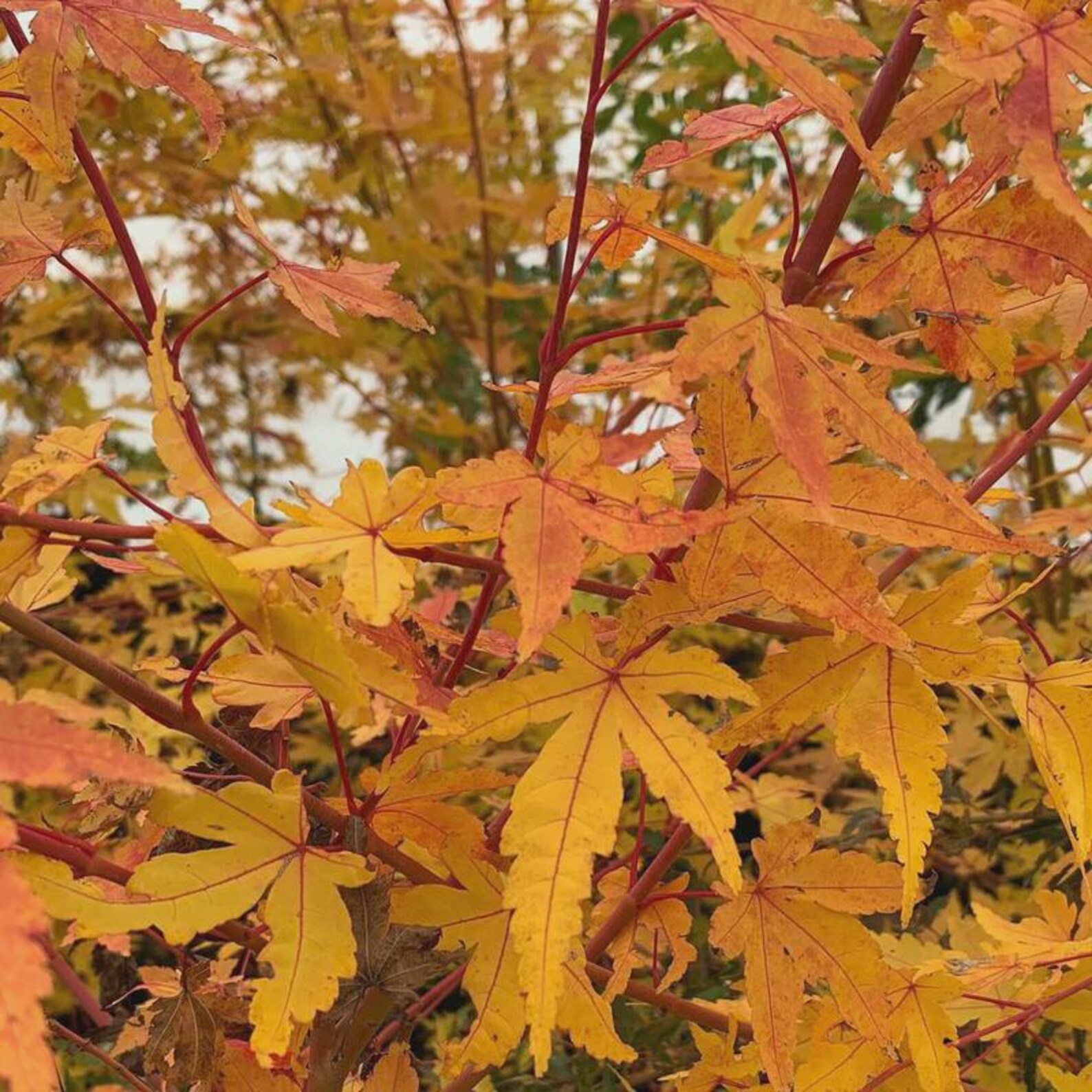 Wildfire Maple Acer Palmatum 'wildfire' | Rare Coral Bark Japanese Maple | Four-season ...