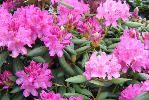 Rhododendron English Roseum - Purple Blooms - Fast Growing - Will Grow to  Seven Feet - 18-21" Field Grown Plant - Hardy to -25 F - Etsy