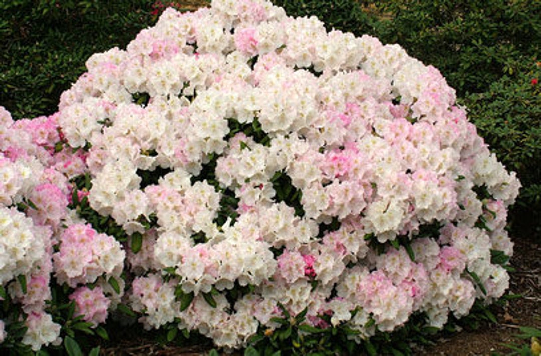 Rhododendron Ken Janeck - Pink to White Blooms - Will Grow to Four Feet ...