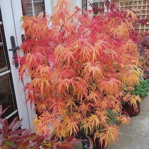 May include: A vibrant Japanese maple tree with fiery red and orange leaves. The tree is potted in a brown container and is surrounded by other plants. The image is taken outdoors, with a glimpse of a white door and a house in the background.
