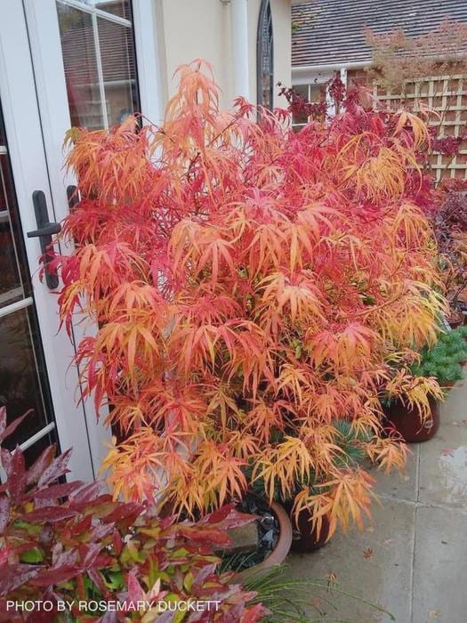 Kinshi Japanese Maple – Rare 'With Golden Threads' Acer palmatum – Fine-Leaf Ornamental Tree for Garden or Patio- #1 Container Size- 18-24"