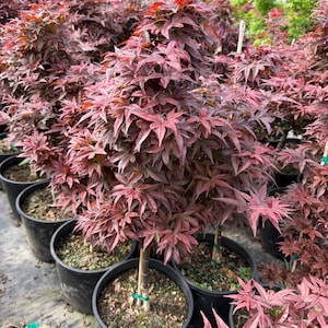 May include: A collection of young Japanese maple trees in black plastic pots. The trees have deep red, star-shaped leaves and slender trunks. The leaves are a vibrant red color, with some green leaves visible in the background.