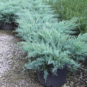 May include: Several potted juniper plants with blue-green foliage. The plants are in black pots and sit on a bed of small gravel. Other green plants are visible in the background.