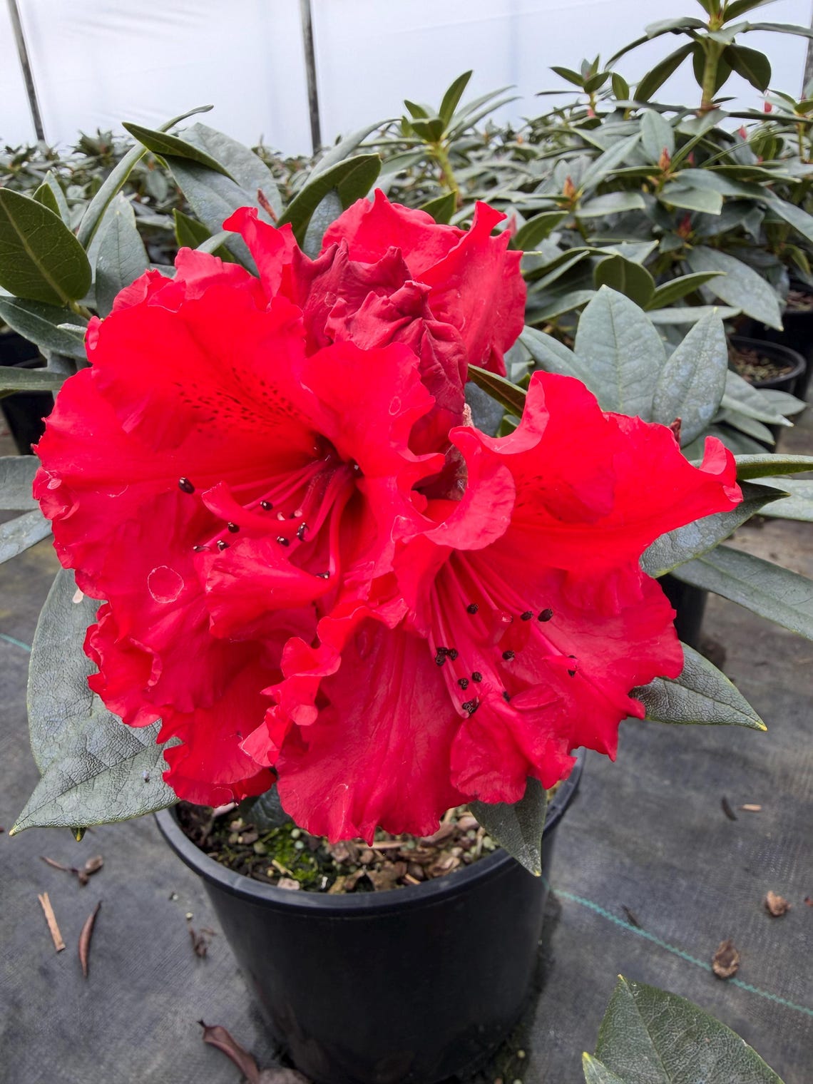 Rhododendron Taurus - Two Gallon Container Plant - Cold Hardy to -5 ...