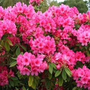 Rhododendron Anna Rose Whitney -  Pink Blooms - Will Grow to Five/Six Feet - 21-24" Size Plant - Hardy to 0 F - Fast Growing