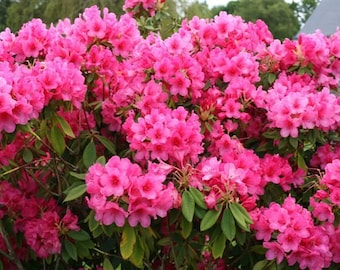 Rhododendron Anna Rose Whitney -  Pink Blooms - Will Grow to Five/Six Feet - 21-24" Size Plant - Hardy to 0 F - Fast Growing