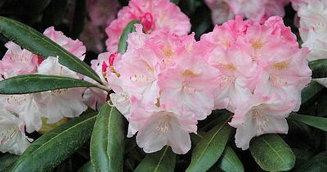 Rhododendron Kodiak - Pink Blooms Fading to White - Will Grow to Four ...