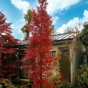 May include: A tall, slender tree with vibrant red leaves dominates the image, set against a backdrop of a bright blue sky with fluffy white clouds. The tree is in a black pot, surrounded by other potted plants. A building is visible in the background.