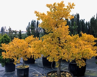 Ginkgo biloba 'Jade Butterflies' | Broad Upright Ginkgo Tree- 6" Container Size