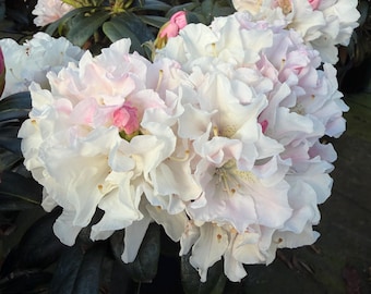 rhododendron brisanz Rhododendron 'Brisanz' kaufen – Mein schöner Garten Shop