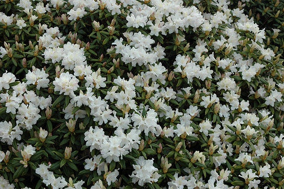 stechpalme nellie r.stevens Amerikanische Stechpalme als Spalierbaum 'Nellie R. Stevens'