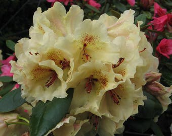 Rhododendron Viscy- Ruffled Yellow Blooms with Red Freckles- Will Grow to Three Feet Tall - Hardy to -10 F - #3 Container Size Plant