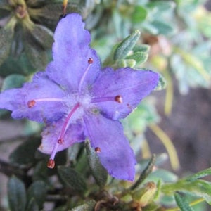 Rhododendron 'Impeditum' Small Purple Bloom on a Very Compact Plant Will Grow to 1.5 feet tall, Hardy to 0 F 1 Container Size image 3