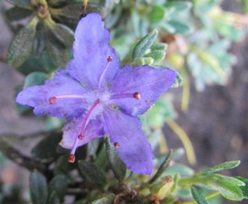 Rhododendron 'Impeditum' Small Purple Bloom on a Very Compact Plant Will Grow to 1.5 feet tall, Hardy to 0 F 1 Container Size image 3