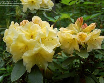 Rhododendron Karen Triplett - Yellow Blooms - Will Grow to Five Feet - #2 Container  Plant - Hardy to -10 F