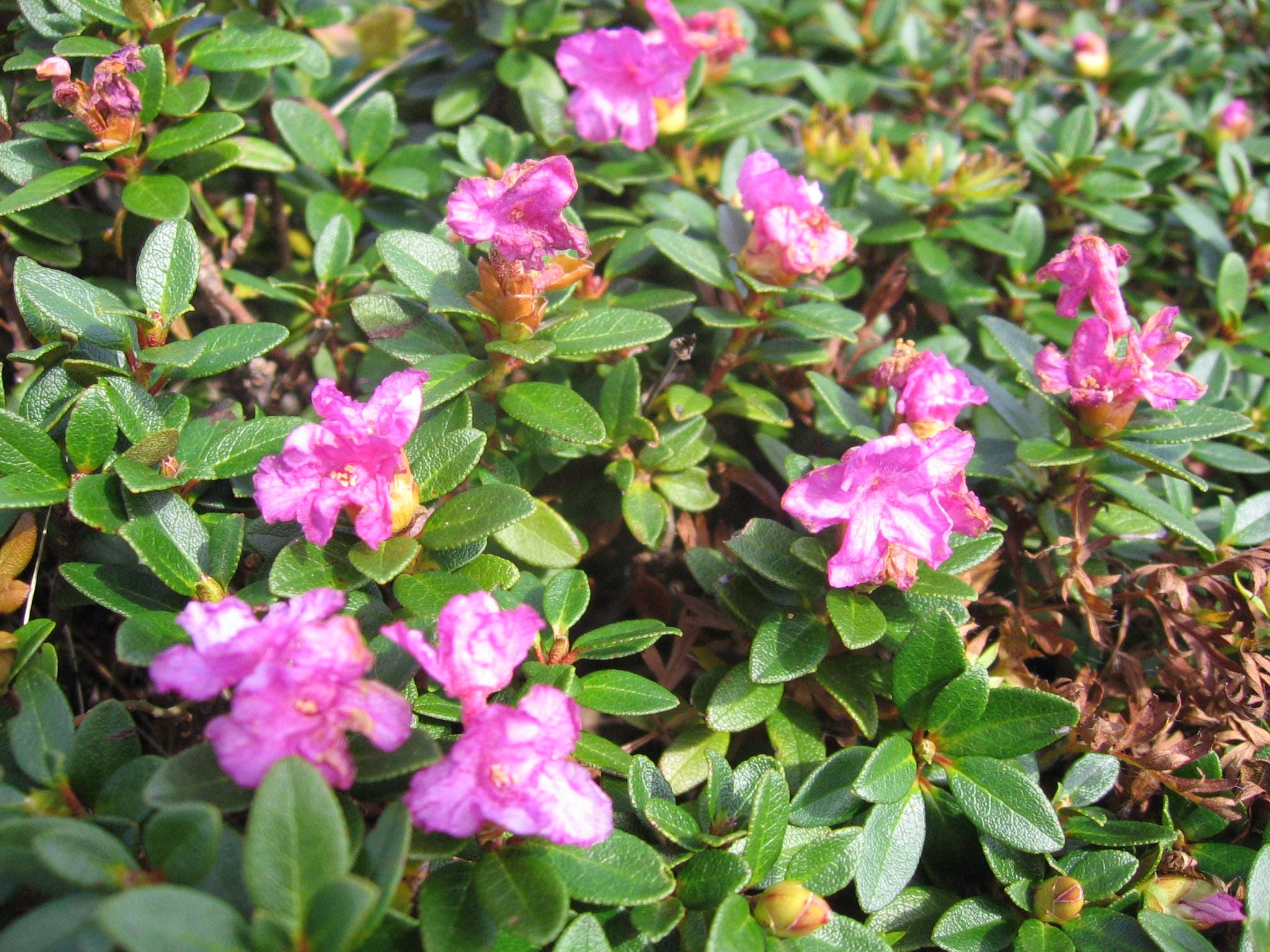 Compact Maximum Rhododendron Rhododendron Myrtifolium- Beautiful Lilac Blooms- Compact- Extremely ...