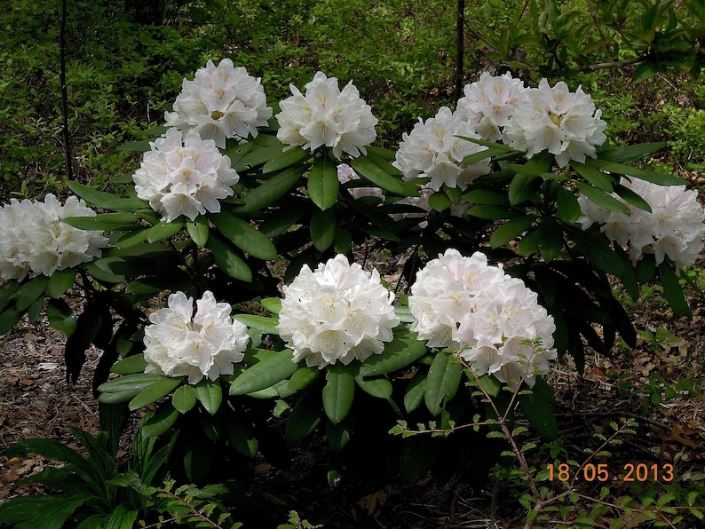 Rhododendron ‘jolly Jim’ – Compact Evergreen Shrub With White Spring ...