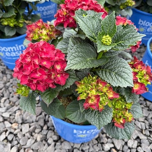 May include: A potted hydrangea plant with vibrant red and green blooms. The plant has large, textured green leaves and is in a blue plastic pot. The pot is sitting on a bed of gray gravel.