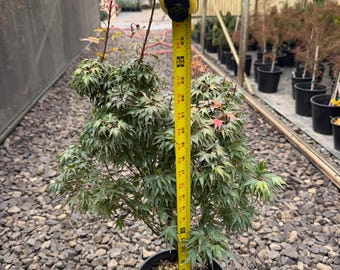 Acer Palmatum 'kuro Hime' Rare Kuro Hime Dwarf Princess Japanese