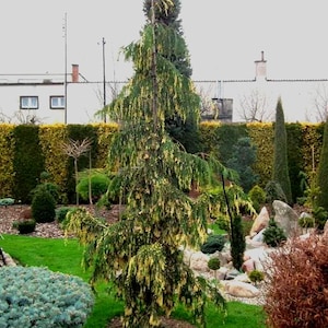 Chamaecyparis Nootkatensis 'sparkling Arrow' Variegated Weeping Alaskan  Cedar- 6-12" Height- #1 Container Size - Etsy
