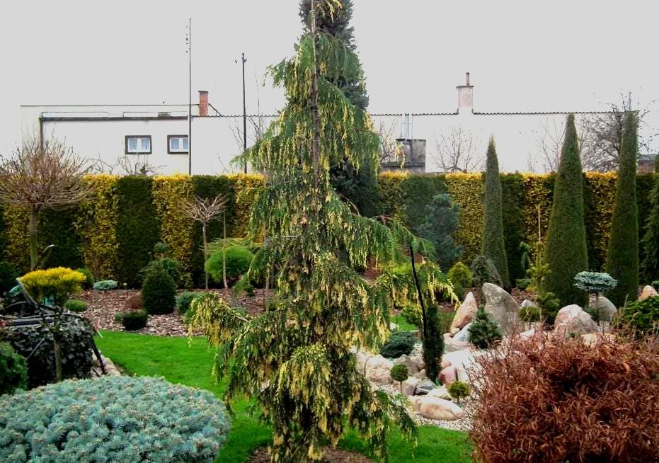 Chamaecyparis Nootkatensis 'sparkling Arrow' Variegated Weeping