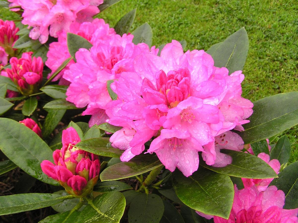 Rhododendron Queen Alice - Bright Pink Blooms - Hardy to -10 F Degrees -  Grows to 5 Feet - 1 Gallon Size - Etsy