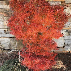 May include: A vibrant Japanese maple tree with fiery red leaves. The tree is set against a backdrop of a stone wall, showcasing the rich colors of autumn. The branches are full and dense, creating a striking visual contrast.