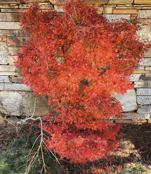 Acer Palmatum 'kuro Hime' Rare Kuro Hime Dwarf Princess Japanese
