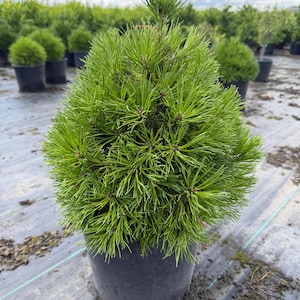 May include: A dense, conical evergreen pine tree with vibrant green needles, potted in a black plastic container. The plant features a rounded, bushy shape with a central leader shoot extending from the top, showcasing a healthy, needle-like texture.
