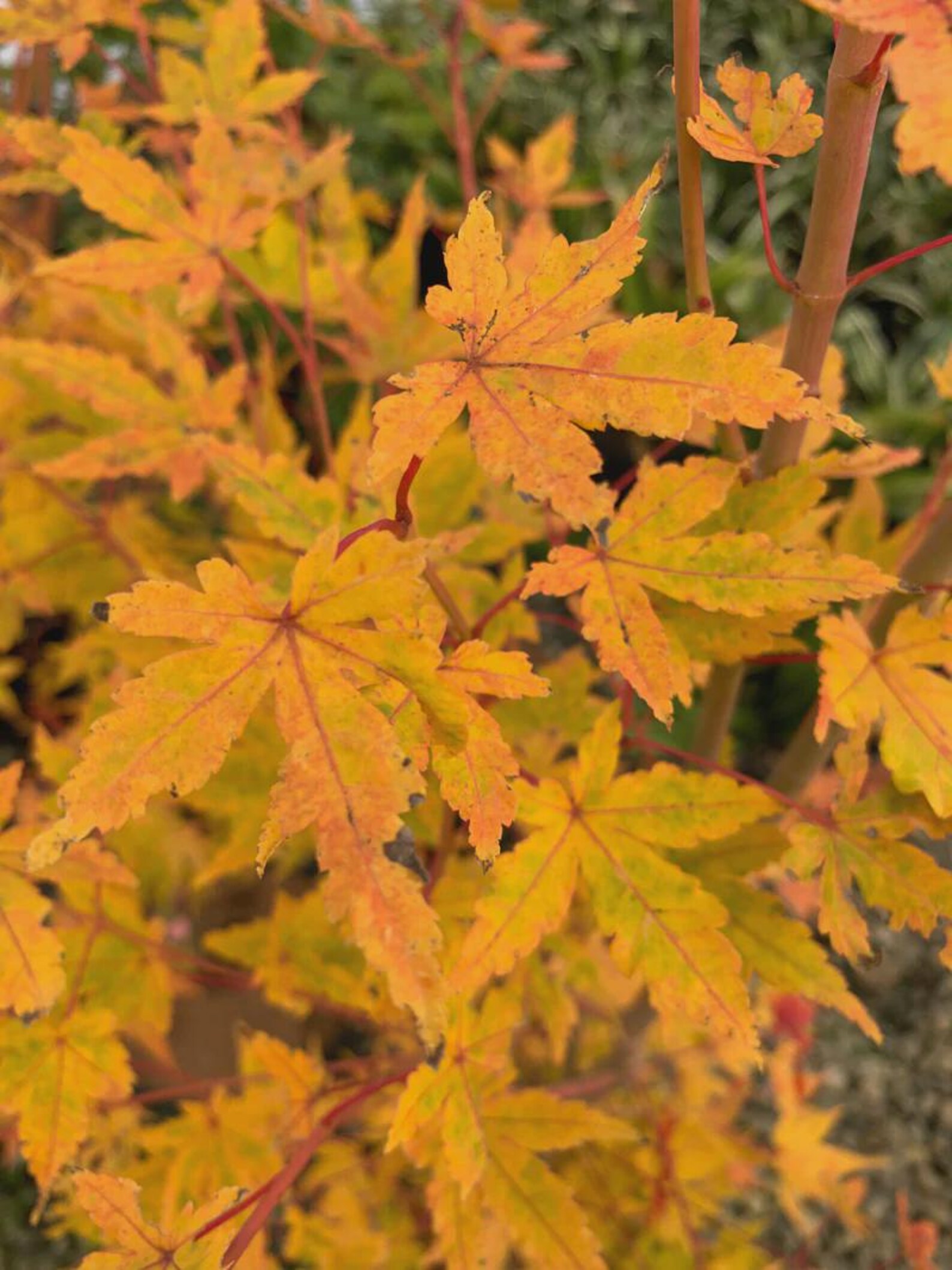 Wildfire Maple Acer Palmatum 'wildfire' | Rare Coral Bark Japanese Maple | Four-season ...