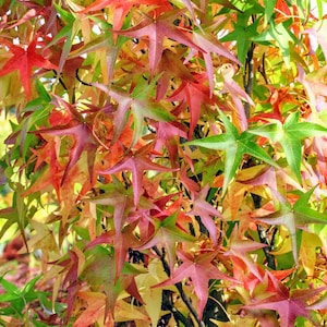 Slender Silhouette Sweet Gum – Columnar Tree for Narrow Spaces | Fast-Growing & Hardy | Zones 5–9 | #1 Container Size