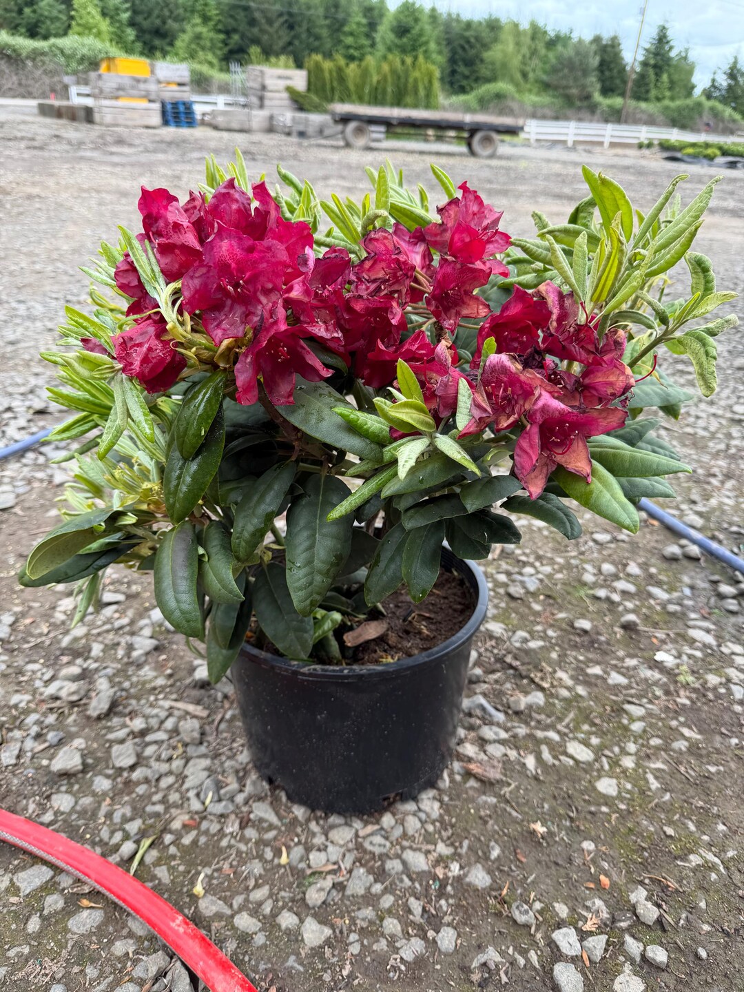Rhododendron Francesca - True Red Bloom - Will Grow to Four Feet - 15 ...