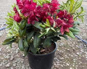 Rhododendron 'ebony Pearl' | Purple Black Foliaged Evergreen Shrub - 1  Gallon Pot - Etsy