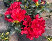 Rhododendron Baden Baden 12-15" Red