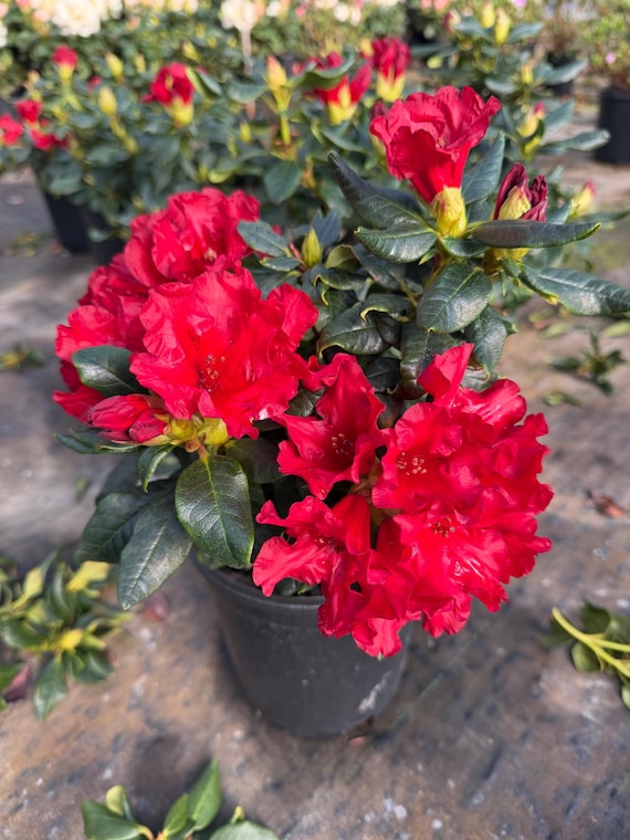 Rhododendron Baden-baden - Bright Red Blooms - Hardy to -15F Degrees - Low  Growing Plant - One Gallon - Etsy