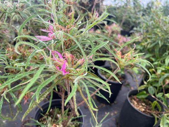 Rhododendron stenopetalum 3gal Spider Azalea