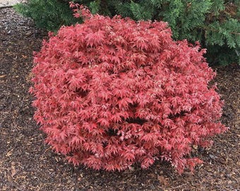 Acer Palmatum 'rhode Island Red' (rhode Island Red Japanese Maple) - Etsy
