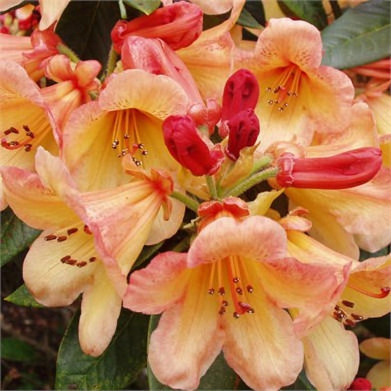 Yellow and Orange #3 Container Size Plant Rhododendron Bergie Larson Hardy to 10 F Will Grow to Three Feet