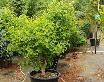 Tschi Tschi Ginkgo Tree – Rare Upright Male Variety | Unique Bark with “Chi-chi” Nodules | Golden Yellow Fall Foliage | #1 Container Size