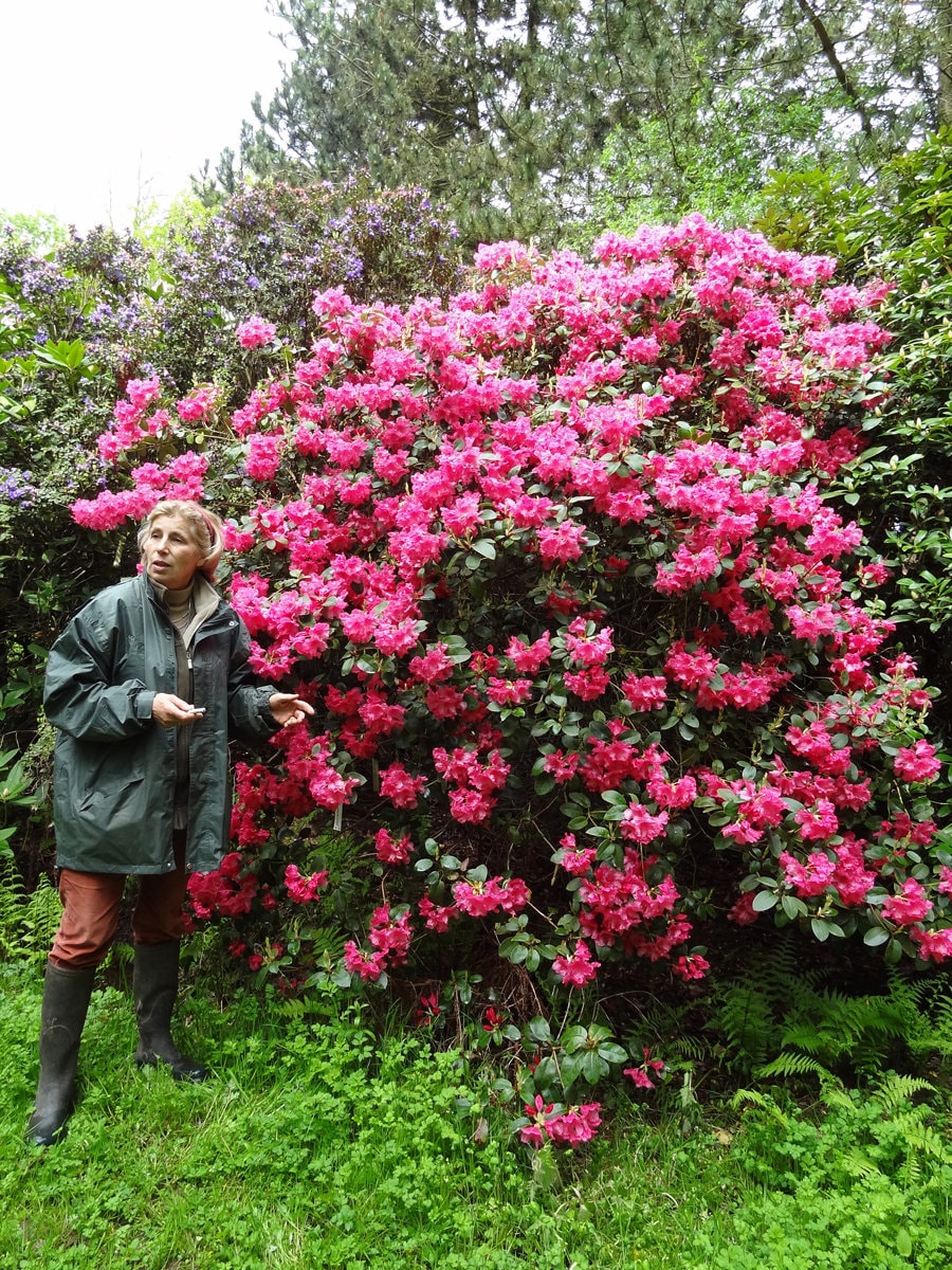 Rhododendron Oudijk's Sensation - Dark Pink Blooms - Will Grow to Eight  Feet Tall - Hardy to -10 Degrees - #1 Container Size Plant - Etsy