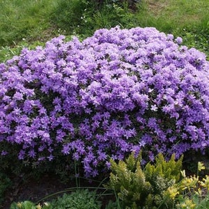 Rhododendron 'Impeditum' Small Purple Bloom on a Very Compact Plant Will Grow to 1.5 feet tall, Hardy to 0 F 1 Container Size image 6