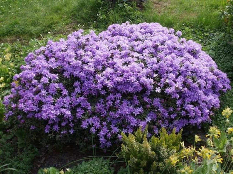 Rhododendron 'Impeditum' Small Purple Bloom on a Very Compact Plant Will Grow to 1.5 feet tall, Hardy to 0 F 1 Container Size image 6